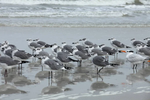 Gaivota Costa Atlântica Flórida — Fotografia de Stock