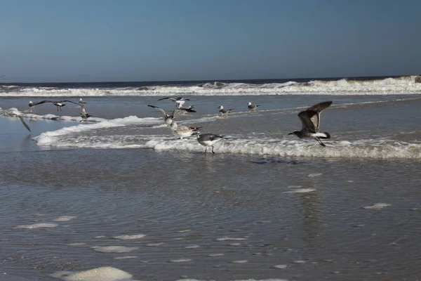 Möwe Der Atlantikküste Floridas — Stockfoto