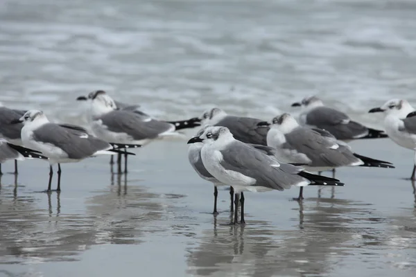 Gaivota Costa Atlântica Flórida — Fotografia de Stock