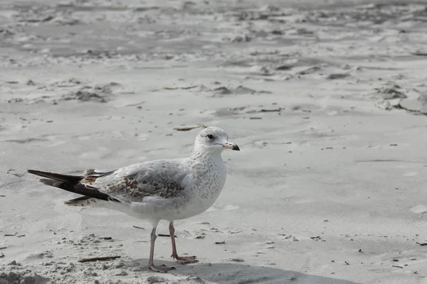 Seagull Atlantic Coast Florida — Stock Photo, Image