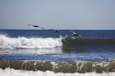 Florida 'nın Atlantik kıyısında uçan pelikanlar