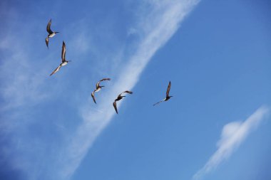 Florida 'nın Atlantik kıyısında uçan pelikanlar