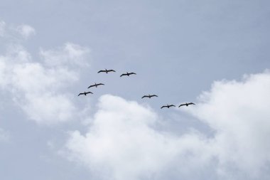 Florida 'nın Atlantik kıyısında uçan pelikanlar