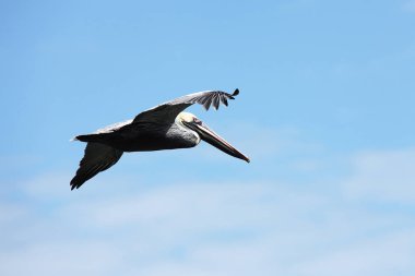 Florida 'nın Atlantik kıyısında uçan pelikanlar