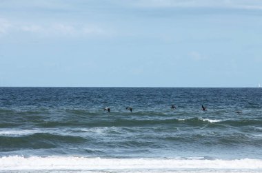 Florida 'nın Atlantik kıyısında uçan pelikanlar