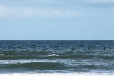 Florida 'nın Atlantik kıyısında uçan pelikanlar