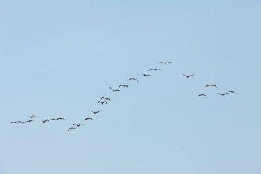 Florida 'nın Atlantik kıyısında uçan pelikanlar