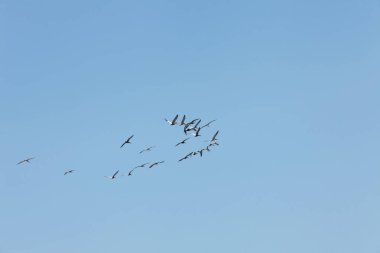 Florida 'nın Atlantik kıyısında uçan pelikanlar