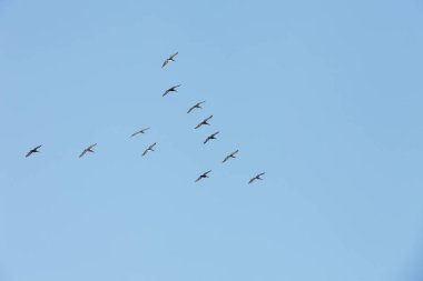 Florida 'nın Atlantik kıyısında uçan pelikanlar