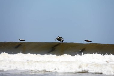Florida 'nın Atlantik kıyısında uçan pelikanlar