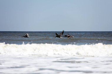 Florida 'nın Atlantik kıyısında uçan pelikanlar
