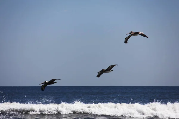 Pelikáni Létající Nad Atlantickým Pobřežím Floridy — Stock fotografie