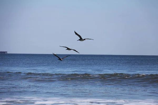 Pelikane Fliegen Über Atlantikküste Floridas — Stockfoto