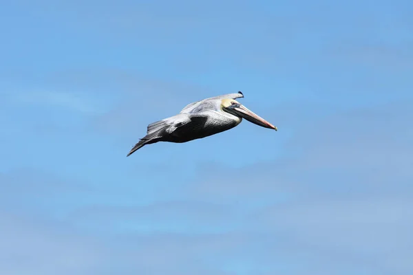 Pelicanos Voando Sobre Costa Atlântica Flórida — Fotografia de Stock