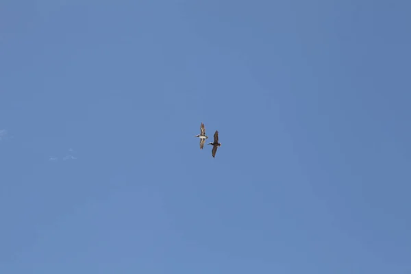 Pelícanos Volando Sobre Costa Atlántica Florida — Foto de Stock