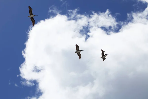 Pelikany Lecące Nad Atlantyckim Wybrzeżem Florydy — Zdjęcie stockowe