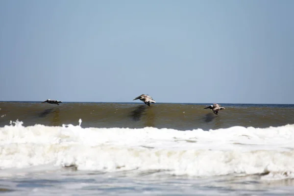 Pelikane Fliegen Über Atlantikküste Floridas — Stockfoto