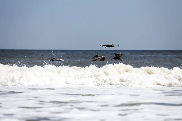 Pélicans Survolant Côte Atlantique Floride — Photo