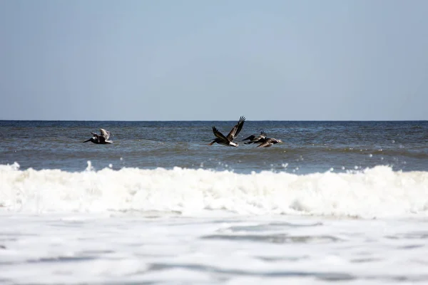 Pélicans Survolant Côte Atlantique Floride — Photo