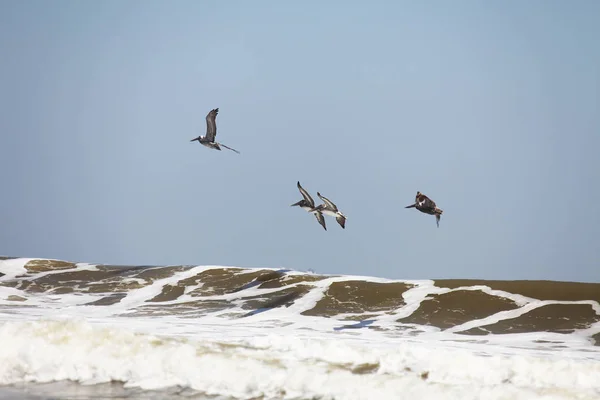 Pélicans Survolant Côte Atlantique Floride — Photo