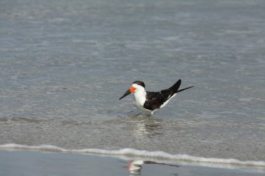 Atlantic coast Florida üzerinde siyah kepçe