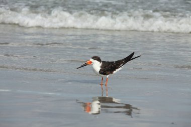 Atlantic coast Florida üzerinde siyah kepçe