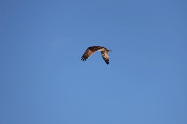 bir gökyüzünde uçan şahin