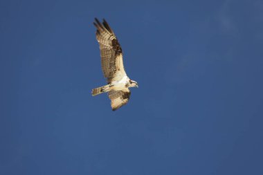 bir gökyüzünde uçan şahin