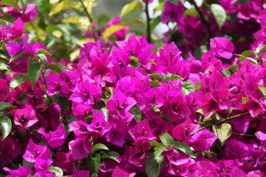 bougainvillea çiçek açan bush