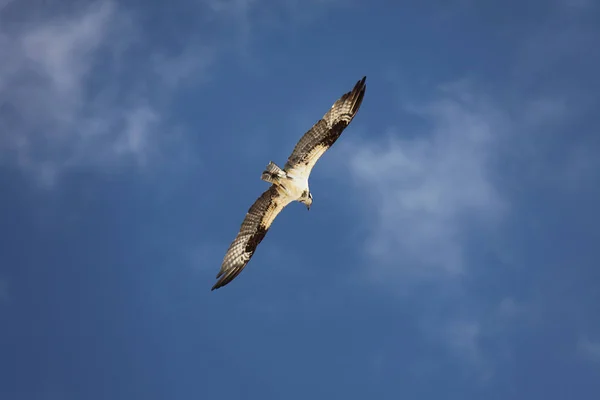 hawk flying in a sky