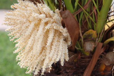 sago palmiye ağacı çiçek açan