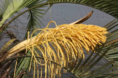 sago palmiye ağacı çiçek açan