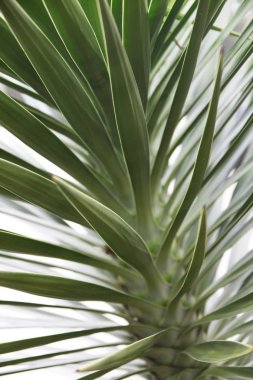 Dikenli yucca gloriosa çiçeklenme