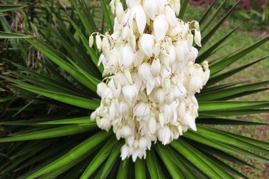Dikenli yucca gloriosa çiçeklenme