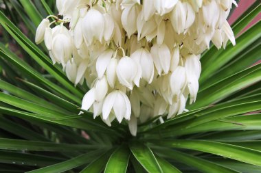 Dikenli yucca gloriosa çiçeklenme