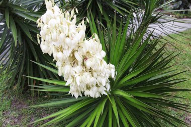 Dikenli yucca gloriosa çiçeklenme