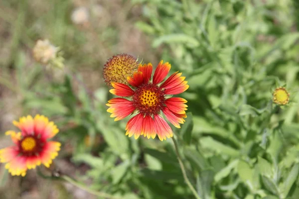 Las Flores Gaillardia Están Floreciendo — Foto de Stock