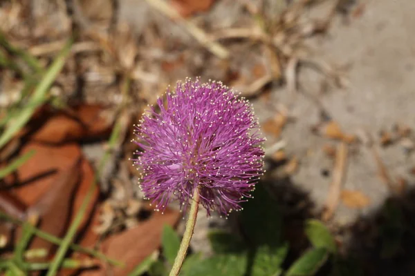 Mimosa Pudica Florescendo Uma Clareira — Fotografia de Stock