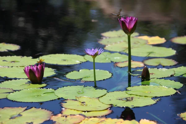 カラフルなスイレンの池に咲く — ストック写真