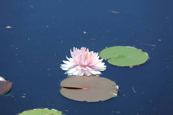 Penuh Warna Lily Air Mekar Kolam — Stok Foto