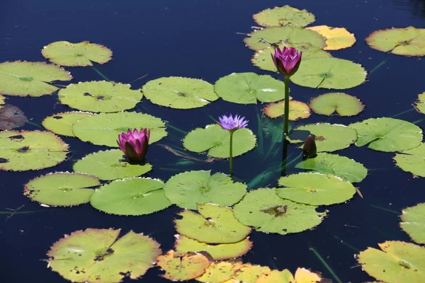 Bunte Seerose Blüht Einem Teich — Stockfoto