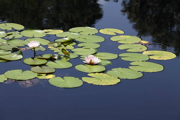 カラフルなスイレンの池に咲く — ストック写真