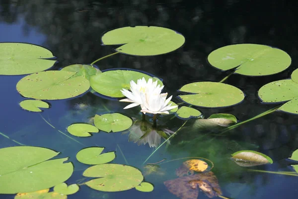 カラフルなスイレンの池に咲く — ストック写真