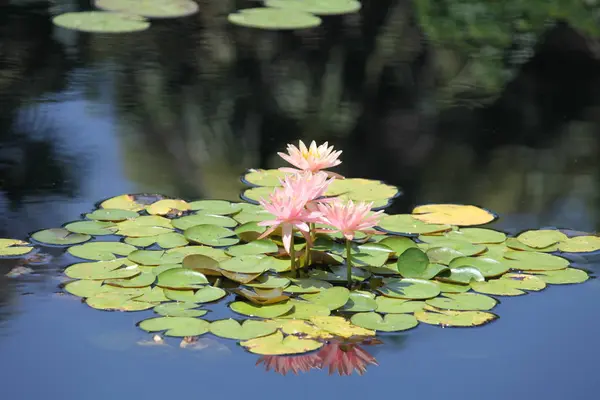 カラフルなスイレンの池に咲く — ストック写真