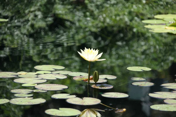 カラフルなスイレンの池に咲く — ストック写真