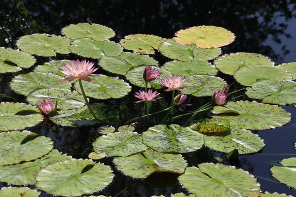 カラフルなスイレンの池に咲く — ストック写真