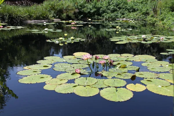 カラフルなスイレンの池に咲く — ストック写真
