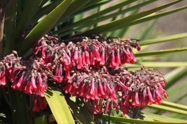 aranjmani çiçeklenme yakın çekim
