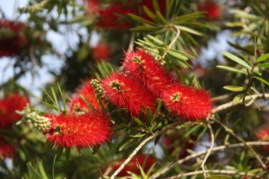 Callistemon çiçek görünümü Kapat