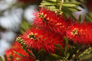Callistemon çiçek görünümü Kapat